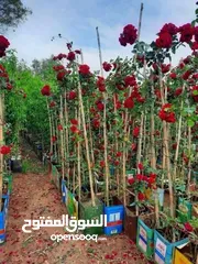  23 اقوى عروض بالمملكة   يوجد #مختصين #لتقليم #ورش #الاشجار #وصيانه #الحدائق