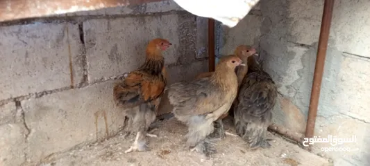  1 متاح صيصان براهما عمر 5 اشهر