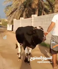  2 ثور نمساوي على باكستاني