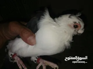  21 4 جواز شغاله  وفحل مكفوله للبيع دون الفراخ 35 دينار كوم