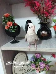  16 زوج كوكتيل وايت فيس