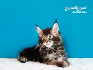  2 Mainecoon Kitten