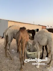  1 قعدان عدد 6 للبيع