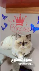  10 pure Himalayan cat royal cat male  3 code far blue eyes ask for price