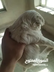  4 جرا مالتيز