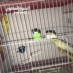  9 جواز كوكتيل جواز حب مكفول
