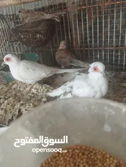  4 مجموعة طيور للبيع