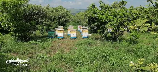  6 عسل طبيعي بلدي 100٪ كيلو عسل صافي 100٪  
