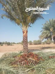  9 Date Palm Trees