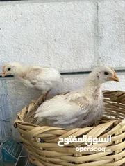  4 صوص دجاج لاحم عدد 2
