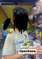  2 للبيع كنيورات اليفه