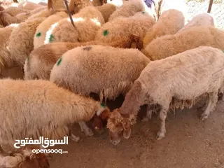  6 اكباش بلدي نفس الصور صحراوي اضاحي وعقائق وزن 60ل 70قائم احجز ضحيتك ذبح او دون