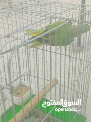 3 ببغاء دره هندي