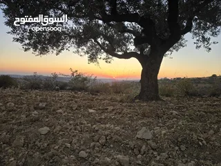  1 ارض بمساحه 3 دنم بكوبر اطلاله غربيه للأبد اوول كوبر  بالقرب من المسجد الكبير كوشان