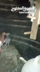  3 فراخ حمام ياهودي عمري مراسلي مكاوي عبسي زاجل