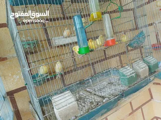  12 عصافير كنار للبيع جواز جاهزه في  اشي مع بيض واشي مش مع بيض وفي فراخ صغار جواز