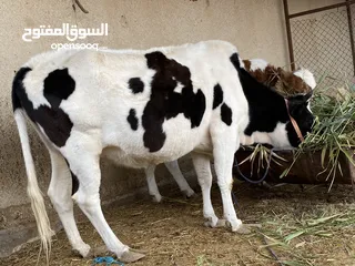  6 بجر وامها البجر هولندي