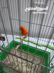  5 فحل كنار احمر