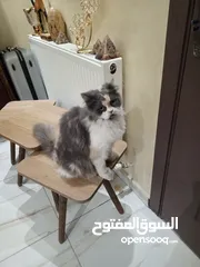  6 قطه شانشيلا مميزه