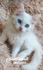  1 قطة انثى  مكس شيرازي  شهرين