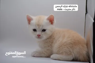 14 سكوتش كيتن فولد وستريت الوان مميزه ليلك ومشمشي وغيرها 15 كيتن