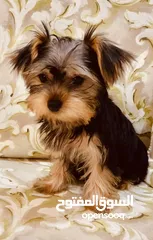  7 Yorkshire Terrier , 3 months old