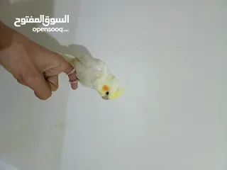  1 كوكتيل لاتينو عمر شهر ونص
