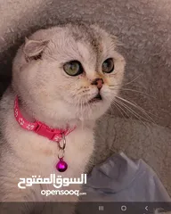  3 بيور سكوتش فولد للبيع
