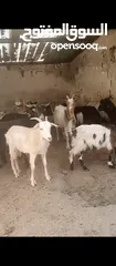  1 ثنايا وشعاري البينو وسانين