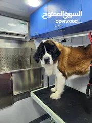  2 St Bernard one year old less than 2 yrs old