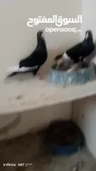  6 جوز مسويد للبيع