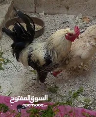  2 ديك بلديه للبيع سعر 12 دينار