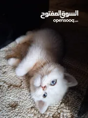  4 kittens for sale 60 days old    Scottish.