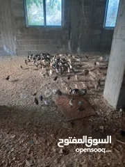  6 صوص جاج عمر شهر عدد 250 ل300