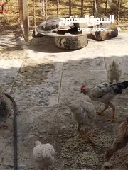 11 دجاج للبيع