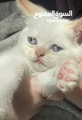  3 قطط للبيع بسعر جيد جدا و عمرهم 3 شهور ذكور