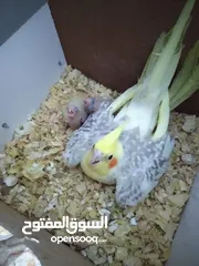  1 جنين رمانة