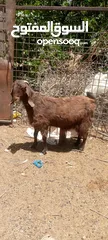  3 عنزه قبرصيه نخب سن جمع