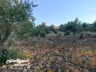  9 ارض للبيع بعملة الشيكل فى عصيرة الشمالية