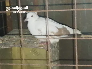  4 جوز حمام يمامه للبيع صحه ونضافه وشغال