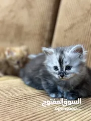  12 5 قطط هملايا للبيع – نابلس