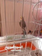  4 البيع كوكتيل