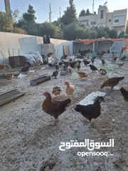  1 فراخ بلدي وبندوق براهما عمر شهرين ونص عددهم 150 تقريبا نسبه الفرخات تفوق 90%