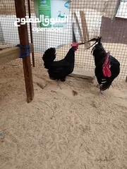  5 دجاج تهجين لوهمان وجيرسي الأسود