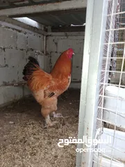  1 دجاج براهما