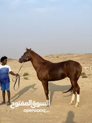  5 خيل عربي للبيع