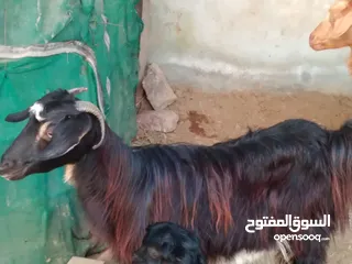  3 حلال عماني للبيع