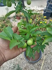  1 مختص في قص و تقنيب الاشجار زيتون او لوزيات او حمضيات او اشجار زينه #وتطعيم_جميع_الأشجار  هاتف