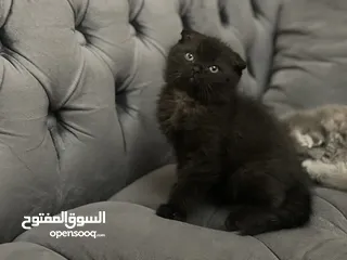  16 كتن سكوتش فولد و ستريت وام منتجه