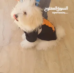  1 كلب مالتيز